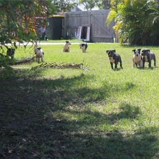 Profile Picture of Stacey Amdozzer Hessling (Amdozzer Kennels) (@amdozzerkennels) on Facebook