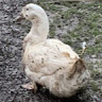 Profile Picture of Steve Ducks (@steve-ducks) on Quora