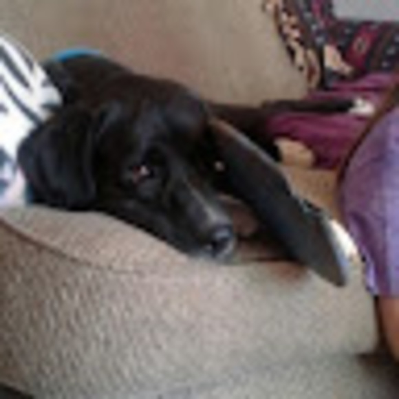 Profile Picture of Nikoll Cernik (@niks61680) on Poshmark