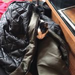 Profile Picture of Matthew Durocher (@foxingmasterblaster) on Instagram