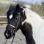 Profile Picture of Parbold Equestrian (@parboldec) on Instagram