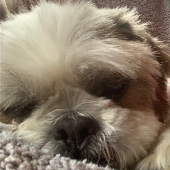 Profile Picture of Guylaine Prevost (@abye01) on Poshmark