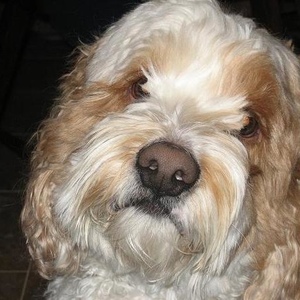 Profile Picture of Elmo Dog (@199102795) on Myspace