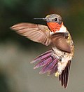 Profile Picture of Ruby-throated hummingbird - Wikipediaon Wikipedia