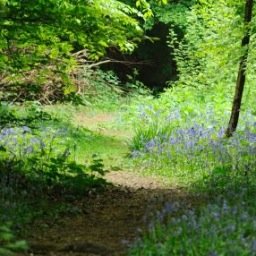 A Wilder Forest - Twitter Profile Picture of A Wilder Forest (@awilderforest) on Twitter