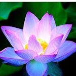 Profile Picture of Isabel Cameron (@isabelcameron6) on Instagram