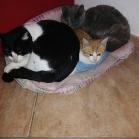 Simone Piras - Pinterest Profile Picture of Simone Piras (@aliceasole85) on Pinterest