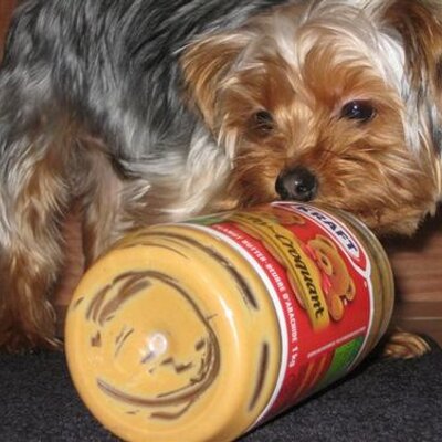 Profile Picture of Steve Venditti (@steviemexycan) on Twitter