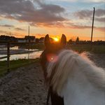 Profile Picture of Lexi ~ Tinker Stute (@kleines_ponylein) on Instagram