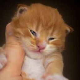 Profile Picture of 🍜🍜🍜 (@CurhatanGue6) on Twitter