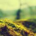 Profile Picture of Conor Neary (@conornearyisi) on Pinterest