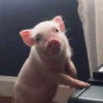 Profile Picture of Kevin 🐽 (@kevin.bacon.minipig) on Instagram