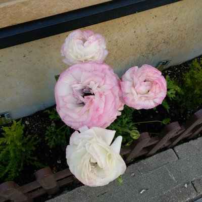 Profile Picture of Hope Bell Spring Day (@SpringCityhope) on Twitter