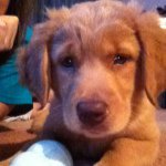 Profile Picture of Coco Wheats (@mybuddycoco) on Instagram