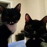 Profile Picture of Boo, Rudy & June (@chunky.soul.stache) on Instagram