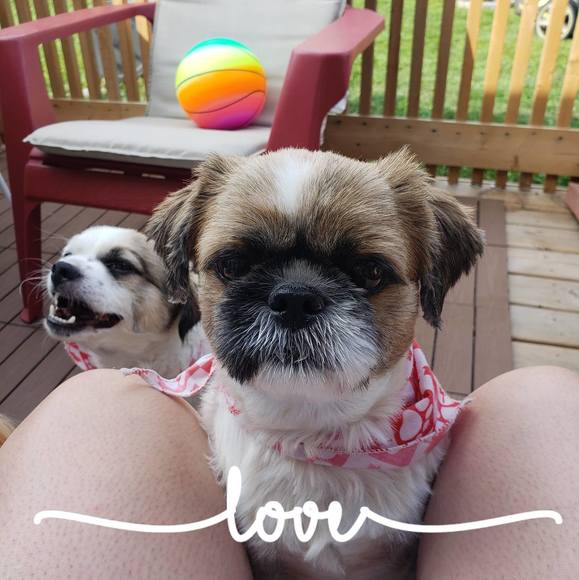 Carmela Laudone - Poshmark Profile Picture of Carmela Laudone (@carmelalaudone) on Poshmark