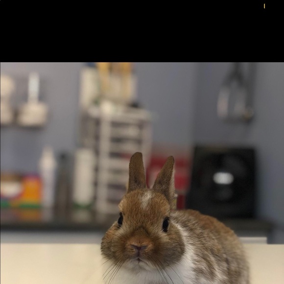 Profile Picture of Josh Ryan (@nobodygoodtho) on Poshmark