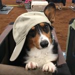 Profile Picture of Robin Belyea (@peligriff) on Instagram