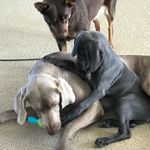 Profile Picture of Carrie Foster (@weimx2andakelp) on Instagram