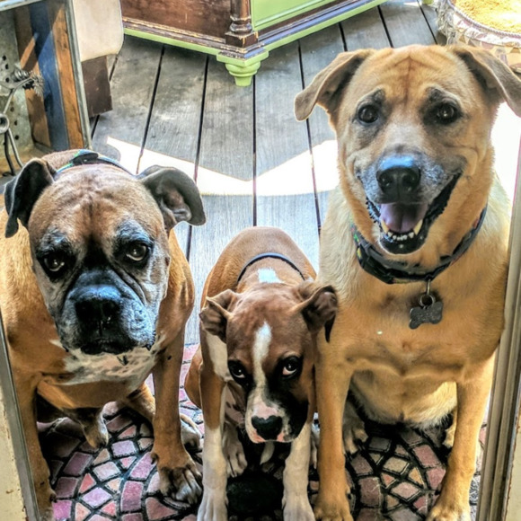 Profile Picture of C Csukor (@ccdane) on Poshmark