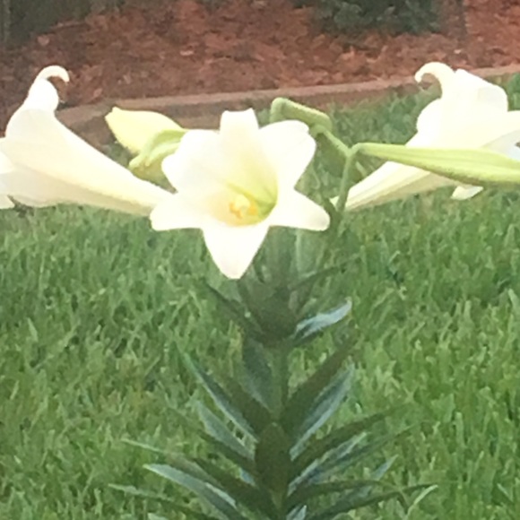 Profile Picture of Vivian Bledsoe (@luluvee1) on Poshmark