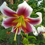 Profile Picture of Casey Bockoven (@caseybock) on Instagram