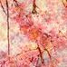 Profile Picture of Cynthia Fussell (@cynthia.fussell.144) on Facebook