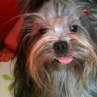 Profile Picture of Daniella Baroni (@DaniellaBaroni) on Twitter