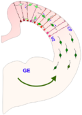 Profile Photo of Ganglionic eminenceon Wikipedia