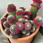 Profile Picture of گلخانه سیکاس بوشهر (@golkhane_cikas) on Instagram