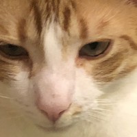 Profile Picture of Nicholas Silvestri (@nicholas-silvestri-3) on Quora