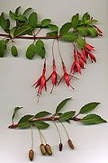 Profile Picture of Fuchsia magellanicaon Wikipedia