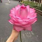 Profile Picture of Dixi Chuc (@emely.cuhc.1) on Facebook