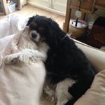 Profile Picture of Alison Stubbs (@palstubbs) on Instagram