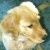 Profile Picture of Amy Getchell (@amygetchell5) on Pinterest
