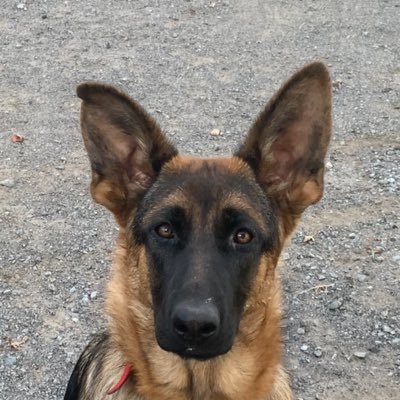 Profile Picture of Chandy Davis (@ChandyChandyd) on Twitter