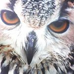Profile Picture of Peter Ferwerda (@ferwerdap) on Instagram