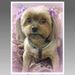 Profile Picture of Shawn Luster (@lakeke74) on Pinterest