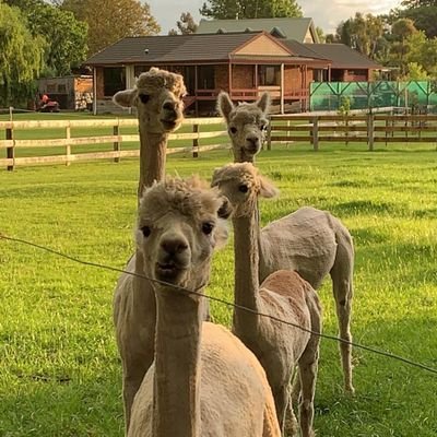 Profile Picture of Brian Coffey (@BrianCo70016014) on Twitter