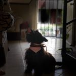 Profile Picture of Athena (@athenascottish.20.01) on Instagram