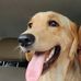 Profile Picture of Ginger Butler (@ginger.butler.54966) on Facebook