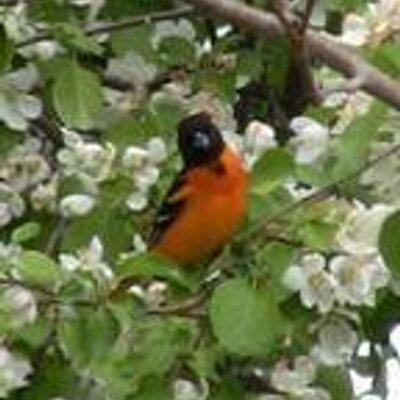 Profile Picture of Sandy Newton (@sandynewton500) on Twitter