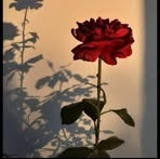 Profile Picture of Bengîn Mihemed (@Bengîn-Mihemed) on Facebook