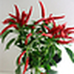 Profile Picture of Alessandra Musso (@alemu) on Flickr