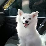 Profile Picture of Luna&Colt (@queen_eskie_luna) on Instagram