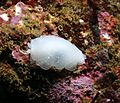 Profile Picture of Berthella californicaon Wikipedia