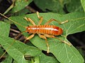 Profile Picture of Camptonotus carolinensison Wikipedia