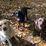 Profile Picture of Heather Chase (@chasepups) on Instagram