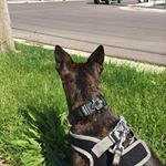 Profile Picture of Kingsly Stuart Ayers (@pupper_king) on Instagram