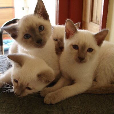 Profile Picture of Peter Scheel (@ewijkspjotr) on Twitter